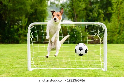 Jumping Dog As Funny Goalie Can't Save Goal And Misses Football (soccer) Ball