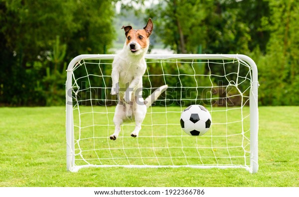Jumping dog as funny goalie can\'t save goal and\
misses football (soccer)\
ball