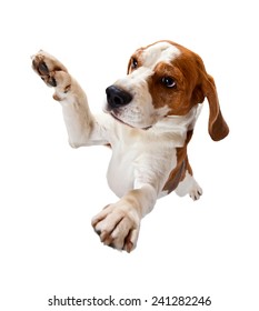 jumping dog isolated on a white background