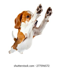 Jumping Dog Isolated On A White Background