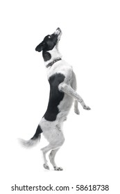 Jumping dog on white background