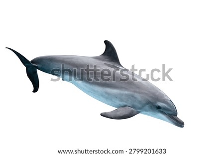 Jumping Dolphin Isolated on White Background Marine Mammal