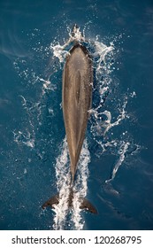 A Jumping Dolphin Taken From Above