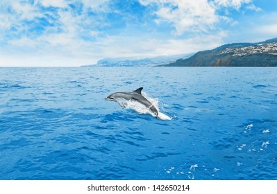 Jumping Dolphin At A Watching Tour