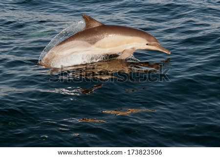 The jumping dolphins comes up from water. The Long-beaked common dolphin (scientific name: Delphinus capensis) swim in atlantic ocean.