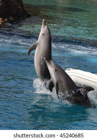 Jumping Dolphins In Gold Coast, Australia