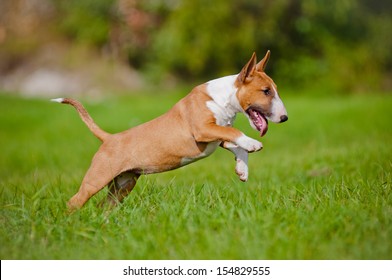 Jumping English Bull Terrier Puppy