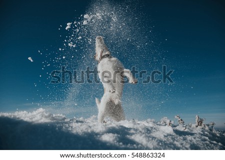 Similar – playball Dog Snow Snowfall