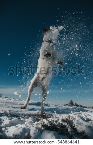 Similar – playball Dog Snow Snowfall