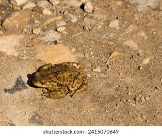 jumping frog in spring, toad