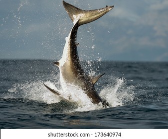 Jumping Great White Shark. Tail Of The Jumped-out White Shark (Carcharodon Carcharias)