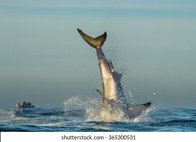 Jumping Great White Shark. Tail Of The Jumped-out White Shark (Carcharodon Carcharias)