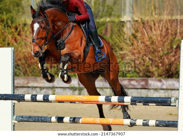 Jumping horse brown
with rider with drawn-up legs and pricked ears from the front
jumping over an
obstacle.
