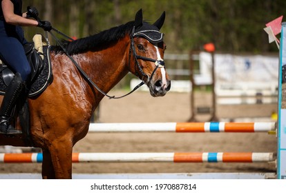 Jumping Horse With Rider In Portrait Head Neck From The Side, Horse Looks Sweaty Into The Camera, In Landscape Format.
