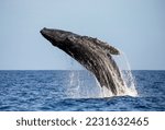 Jumping humpback whale (Megaptera novaeangliae). Mexico. Sea of 