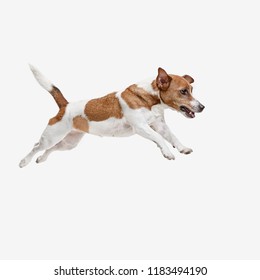 The Jumping Jack Russell Terrier, Isolated On White At Studio