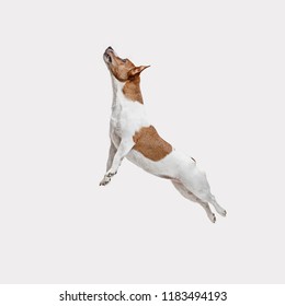 The jumping Jack Russell Terrier, isolated on white at studio