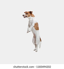 The Jumping Jack Russell Terrier, Isolated On White At Studio