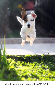 Jumping Jack Russell Terrier For Thrown Ball Aport.