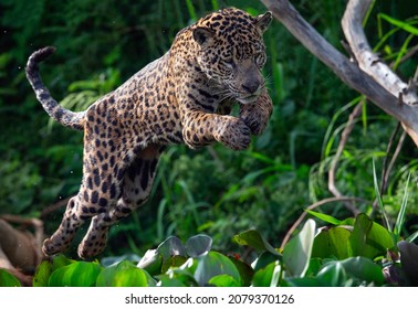 Jumping Jaguar. Green natural background. Panthera onca. Natural habitat. Cuiaba river,  Brazil
