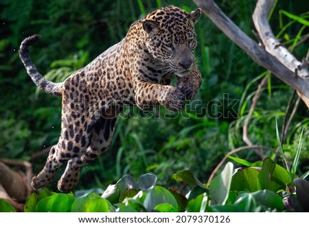 Jumping Jaguar. Green natural background. Panthera onca. Natural habitat. Cuiaba river,  Brazil