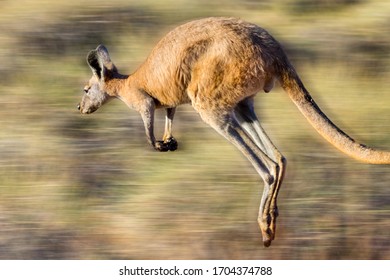Kangaroo Jumping Hd Stock Images Shutterstock
