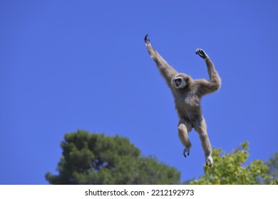 Jumping lar gibbon or white-handed gibbon (Hylobates lar), South-East Asia - Powered by Shutterstock