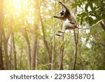 Jumping lemur: Coquerel