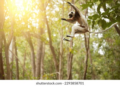 Saltando lemur: Sifaka de Coquerel, Propithecus coquereli, Lemur en el aire contra el dosel forestal de la selva, endémico al mono malgache, piel de color rojo y blanco y cola larga. Vida silvestre de Madagascar.