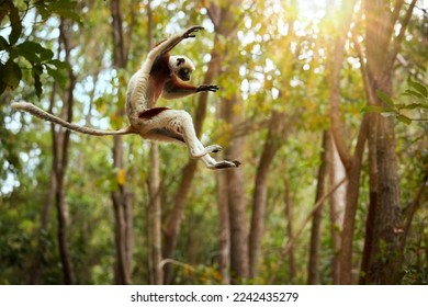 Saltando el sifaka de Coquerel, coquereli Propithecus, saltando lemur en el aire contra el dosel de la selva tropical, mono endémico de Madagascar, piel de color rojo y blanco y cola larga.  Madagascar