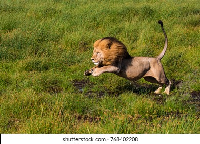 Jumping Lion On Grass