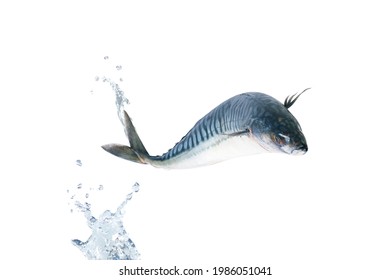 Jumping Mackerel Fish In The Air With Water Splash Isolated On White Background. Texture And View