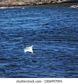 Jumping Manta Ray In Costa Rica