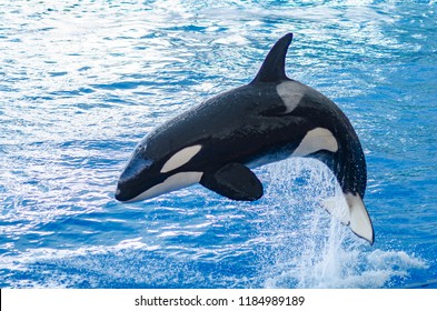 A Jumping Orca In A Blue Sea