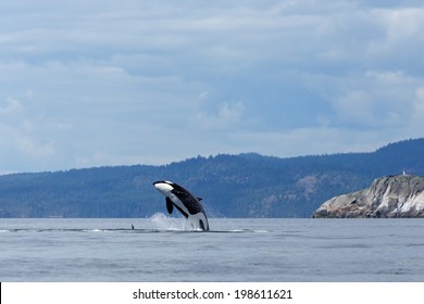 Jumping Orca Whale Or Killer Whale