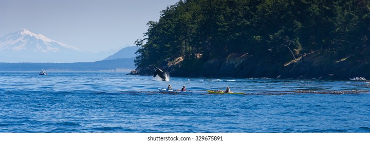 Jumping Orca Whale Or Killer Whale