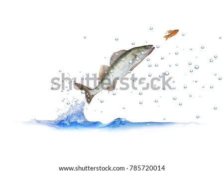jumping out for fish zander with bubbles on white background