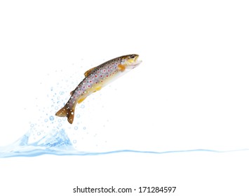 jumping out from water on white background trout
