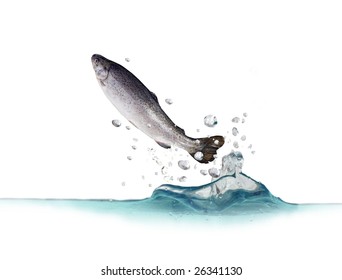 jumping out from water on white background trout