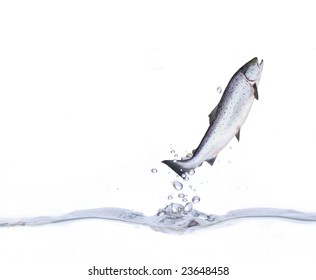 jumping out  from water salmon