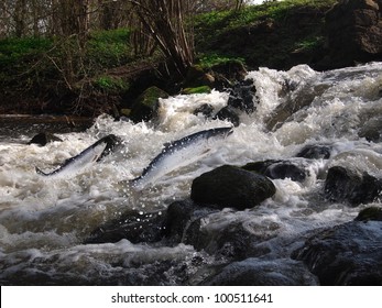 jumping out from water salmon  on waterfall background