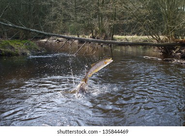jumping out from water salmon  on river background