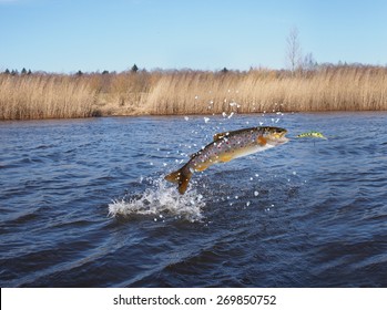 jumping out from water salmon  on river background