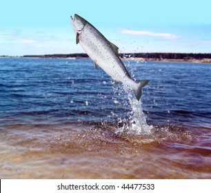 jumping out from water salmon  on sea background