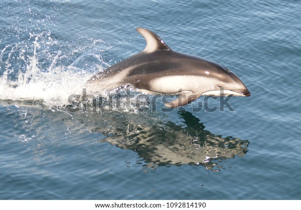 Jumping\
Pacific white-sided dolphin. British\
Columbia.