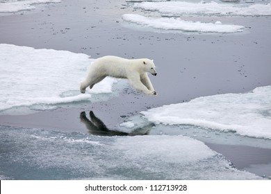 Jumping Polar Bear