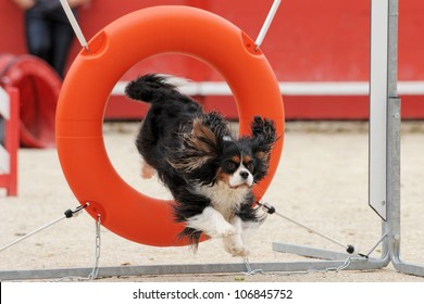 jumping purebred cavalier king charles in a competition of agility