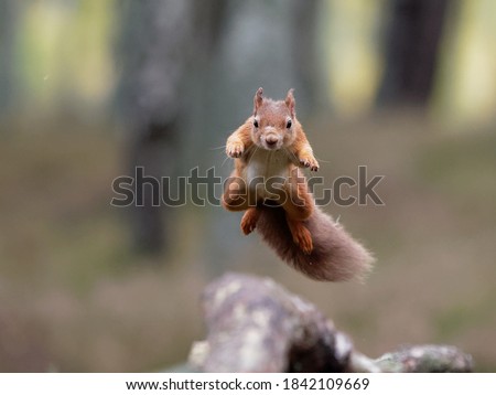 Jumping Red Squirrel with landing point in view