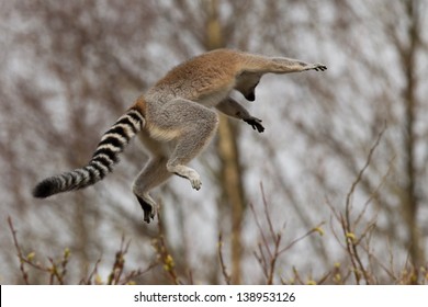 A Jumping Ring-tailed Lemurs (Lemur Catta)