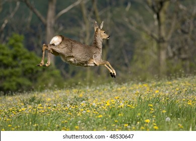 jumping roe deer on a meadow